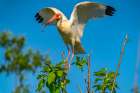 USA-Louisiana-Evangeline Parish White ibis landing in tree Art Print